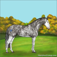 Horse Color:Grullo Sabino Splash and Gray Grullo Sabino Splash