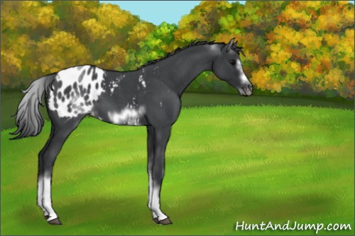 Horse Color:White Spotted Blue Roan Splash Frame Appaloosa 