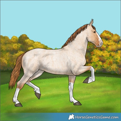 Horse Color:Red Dun Roan Splash Frame Rabicano