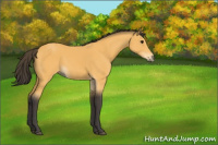 Horse Color:Buckskin 
