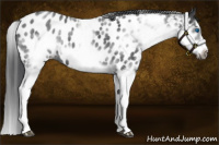 Horse Color:White Spotted Blue Roan Splash Frame Appaloosa 