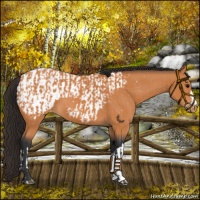 Horse Color:Bay and Bay Appaloosa
