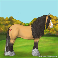 Horse Color:Buckskin Splash 