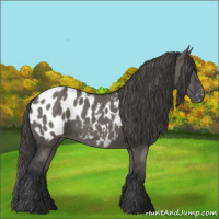 Horse Color:Grullo Appaloosa