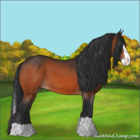 Horse Color:Bay Splash