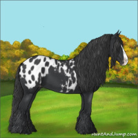 Horse Color:Black Splash Appaloosa