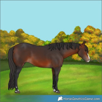 Horse Color:Bay Splash
