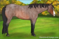 Horse Color:Bay Roan Splash