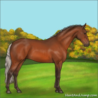 Horse Color:Silver Bay 