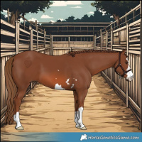 Horse Color:Chestnut 