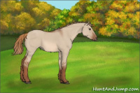Horse Color:Red Dun Roan