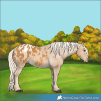 Horse Color:Palomino Appaloosa
