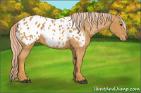 Horse Color:Palomino Appaloosa