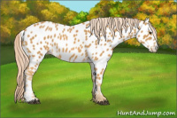 Horse Color:Palomino Near Leopard