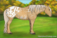 Horse Color:Palomino Appaloosa