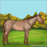 Horse Color:Red Dun 