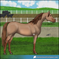 Horse Color:Red Dun 