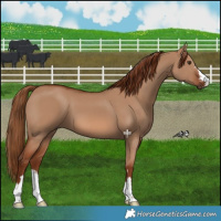 Horse Color:Red Dun 