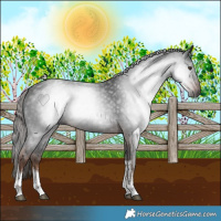 Horse Color:Gray White Spotted Liver Chestnut 