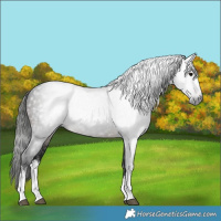 Horse Color:Gray White Spotted Brown