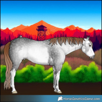 Horse Color:Gray White Spotted Liver Chestnut 