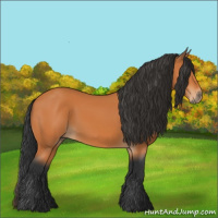 Horse Color:Bay Rabicano