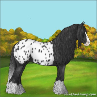 Horse Color:Black Splash Blanket 