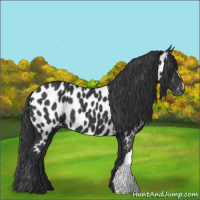 Horse Color:Black Near Leopard 