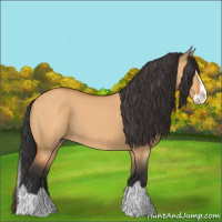Horse Color:Bay Dun Splash