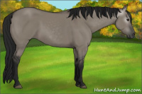 Horse Color:Gray Grullo