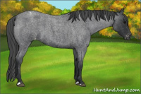 Horse Color:Blue Roan Appaloosa 