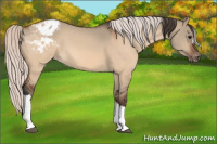 Horse Color:Bay Dun Appaloosa  and Silver Bay Dun Appaloosa 
