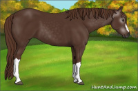 Horse Color:Gray Chestnut 