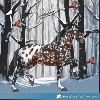 Horse Color:Brown Appaloosa 