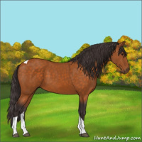Horse Color:Buckskin Tobiano