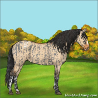 Horse Color:Blue Roan Splash Varnish  and Bay Dun 