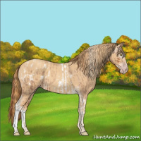 Horse Color:Gray Gold Champagne Roan Tobiano Frame Appaloosa  and Gold Champagne 