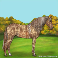 Horse Color:Palomino Tobiano  and Chestnut 