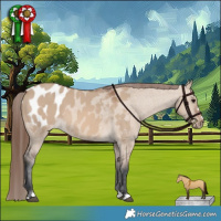 Horse Color:Brown Dun Appaloosa 