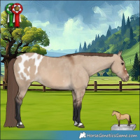 Horse Color:Brown Dun Appaloosa 