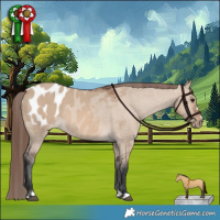 Horse Color:Brown Dun Appaloosa