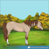 Horse Color:Red Dun Rabicano 