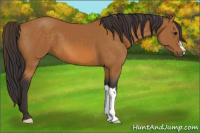 Horse Color:Buckskin 