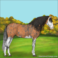 Horse Color:Blue Roan Sabino Splash  and Bay Roan Sabino Splash 