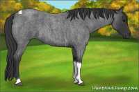 Horse Color:Blue Roan Tobiano