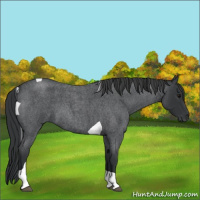 Horse Color:Blue Roan Tobiano