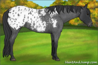 Horse Color:Blue Roan Appaloosa 