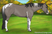 Horse Color:Grullo Splash Tobiano 