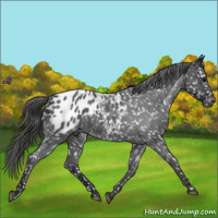 Horse Color:Blue Roan Appaloosa 