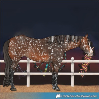 Horse Color:Bay Snowflake Varnish  and Bay Splash Snowflake Varnish 
